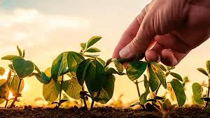 CATEGORIA PLANTAÇAO